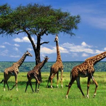 长颈鹿可以多久不喝水,长颈鹿为什么开腿喝水