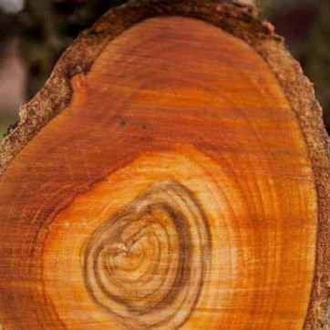 一斤金丝楠值多少钱，真正的金丝楠价格