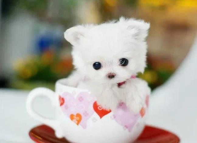 刚出生的茶杯犬图片