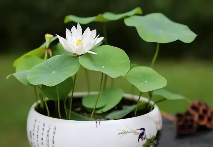 万万不能养的10种花