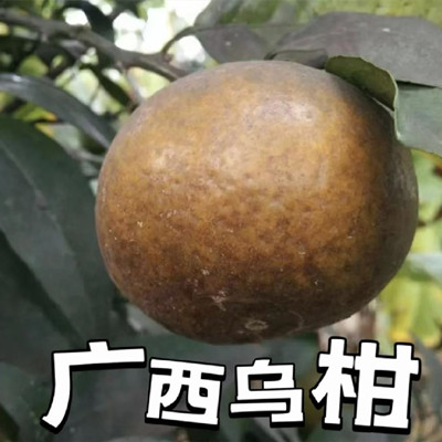黑色橘子是什么品种，乌柑是越黑越好么