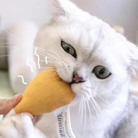 猫咪知道主人疼爱它吗，猫咪疼爱主人的表现