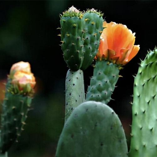 仙人球开花是什么兆头