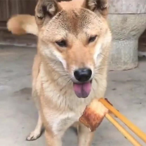 狗为什么不吃筷子上的东西