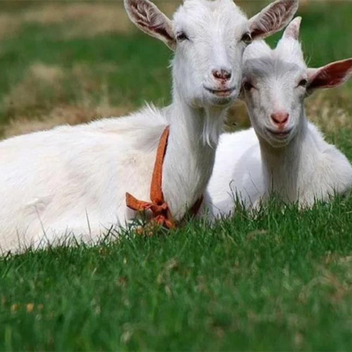 属羊穿什么衣服最旺