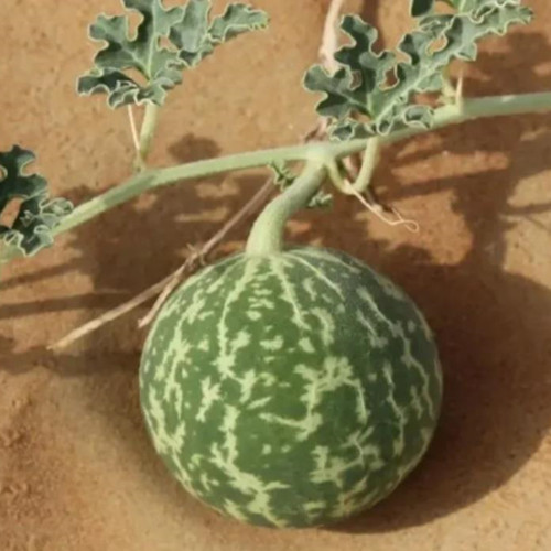 沙漠的西瓜为什么不能吃