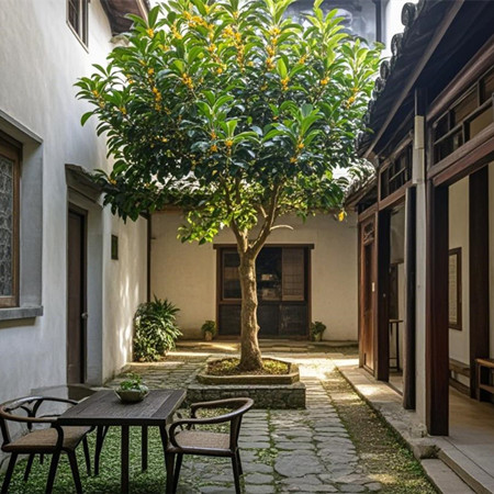 为什么家里忌讳种桂花