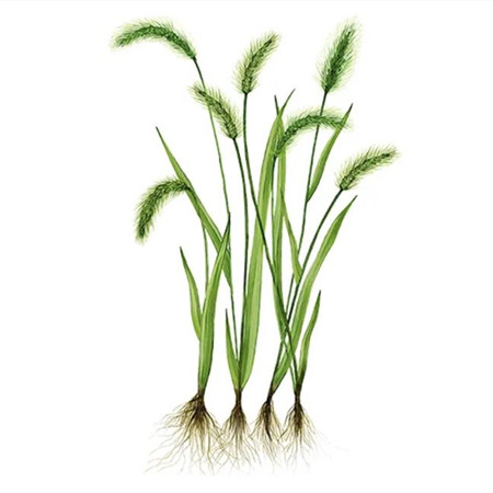 被名字耽误的美丽植物有哪些？