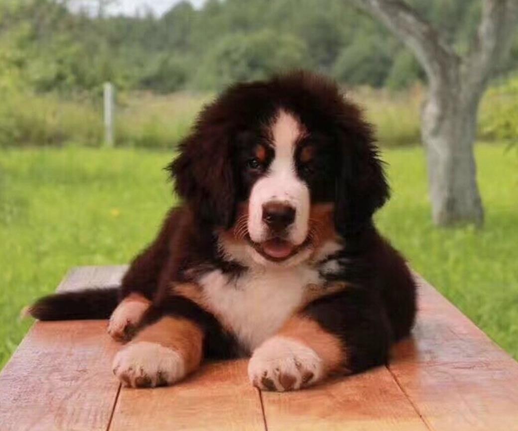 伯恩山犬多少钱一只