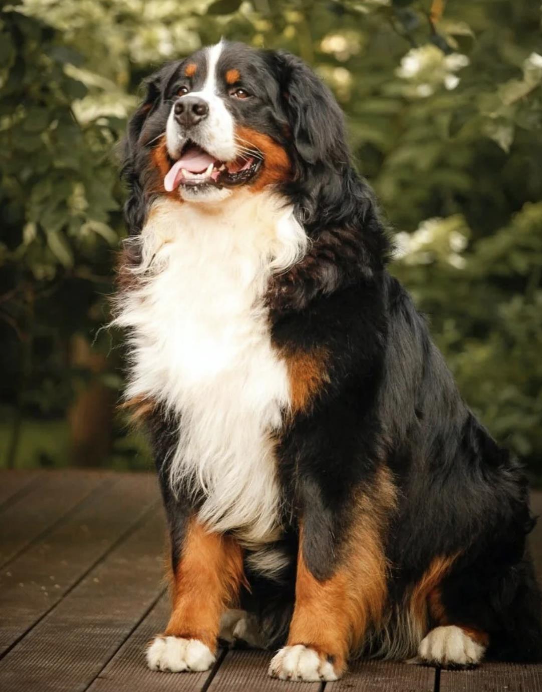 伯恩山犬图片