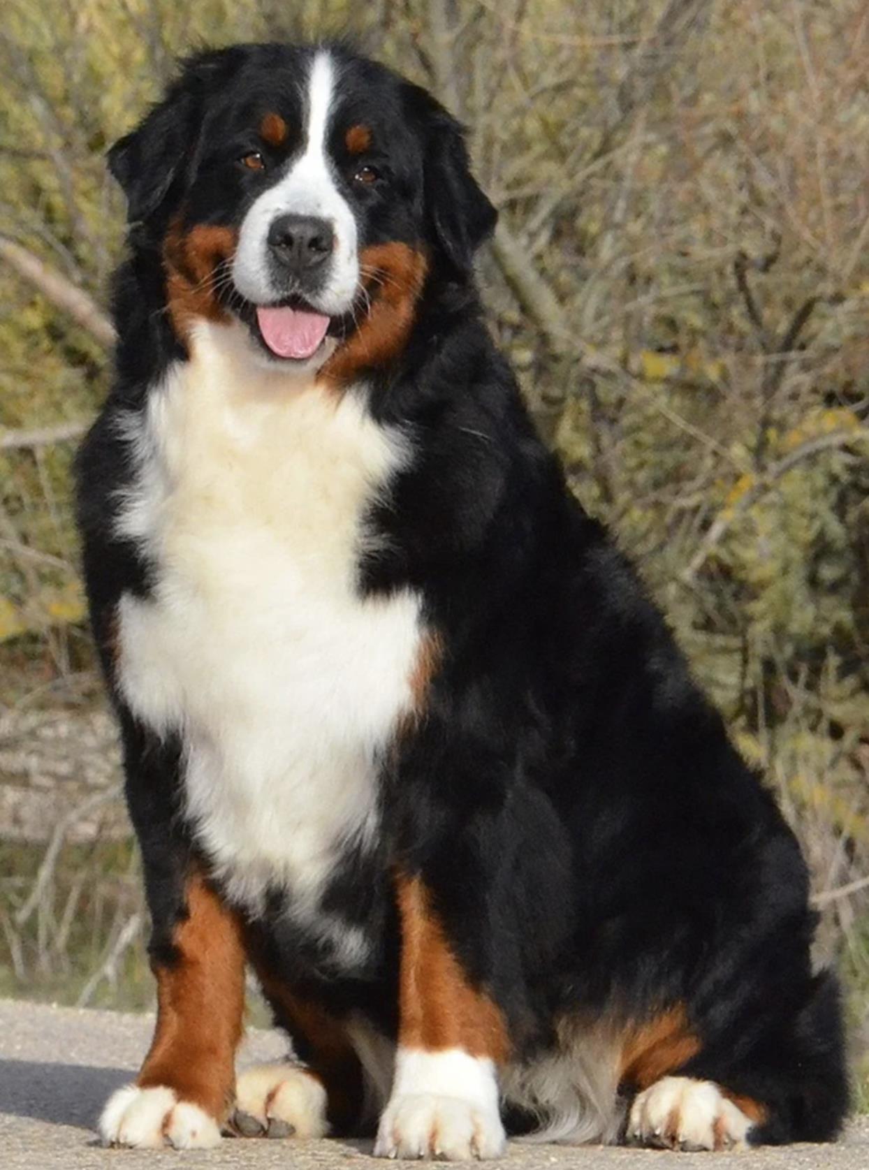 伯恩山犬为什么不建议养