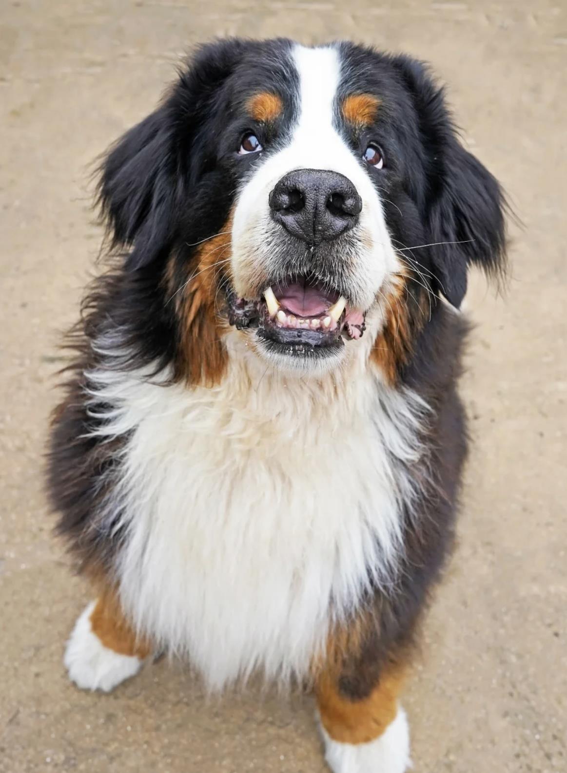 伯恩山犬一般人养不起原因