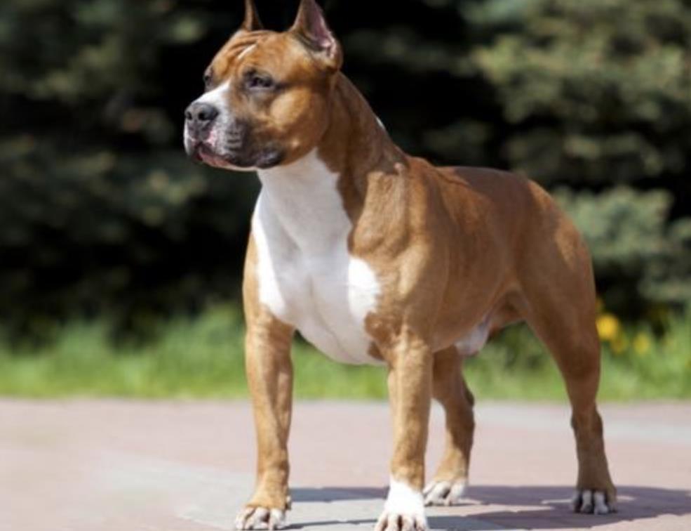 斯塔福犬为什么一般人养不起