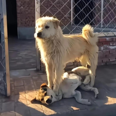 为什么狗都怕下司犬