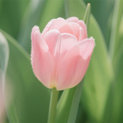 家和万事兴前三句和后三句