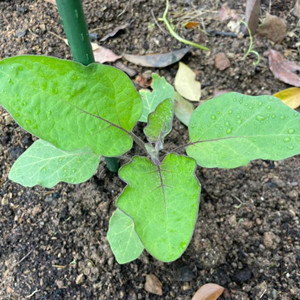 茄子幼苗老不长怎么办