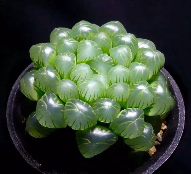 高清最美的玉露图片大全00