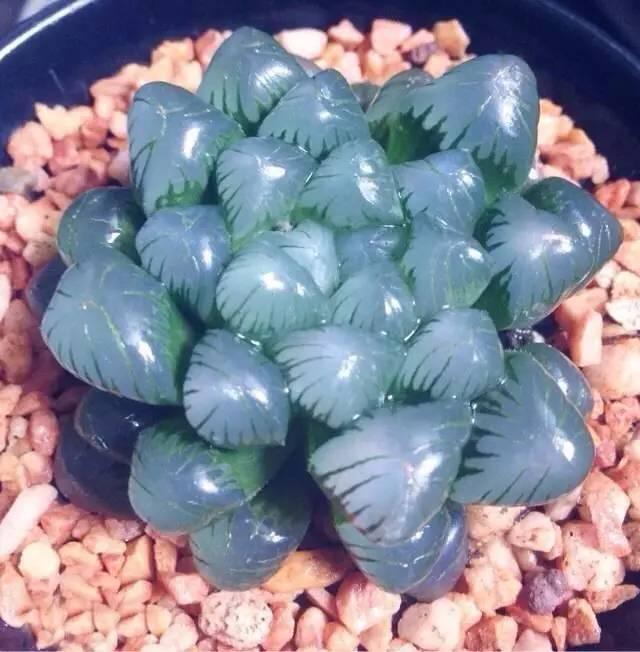 高清最美的玉露图片大全00