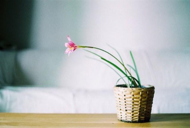 淡雅有品位安静惬意唯美图00