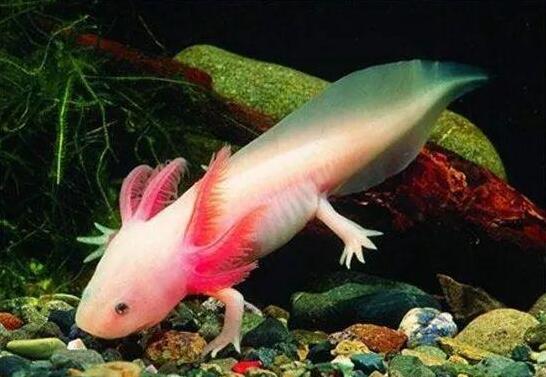 六角龙鱼养15年的照片,真正的六角龙鱼图片-528时尚网