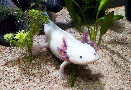 六角龙鱼养15年的照片,真正的六角龙鱼图片-528时尚网