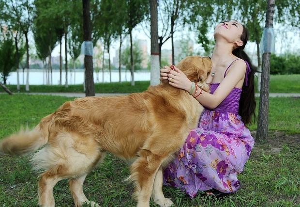 为什么单身女人喜欢养金毛,原来是因为这些特点