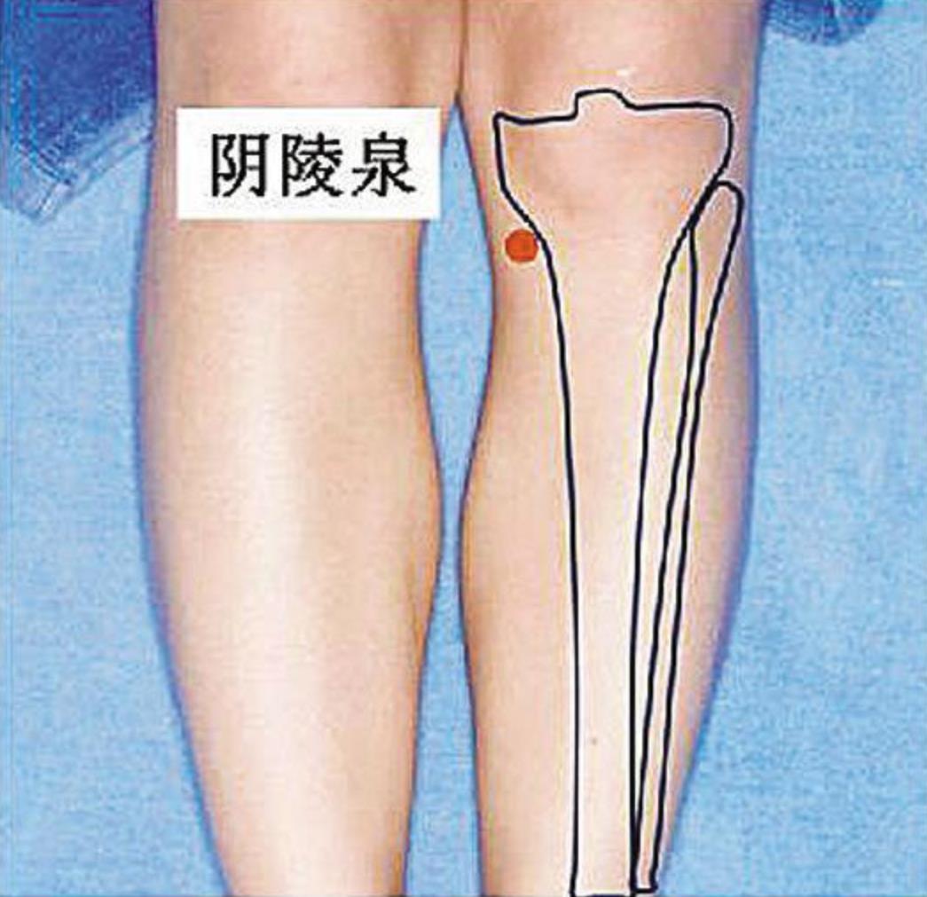 阴陵泉穴的准确位置图