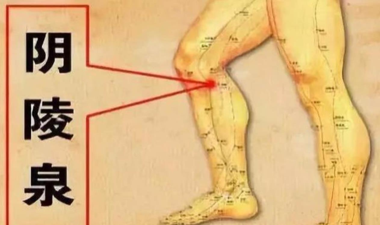 阴陵泉穴的准确位置图