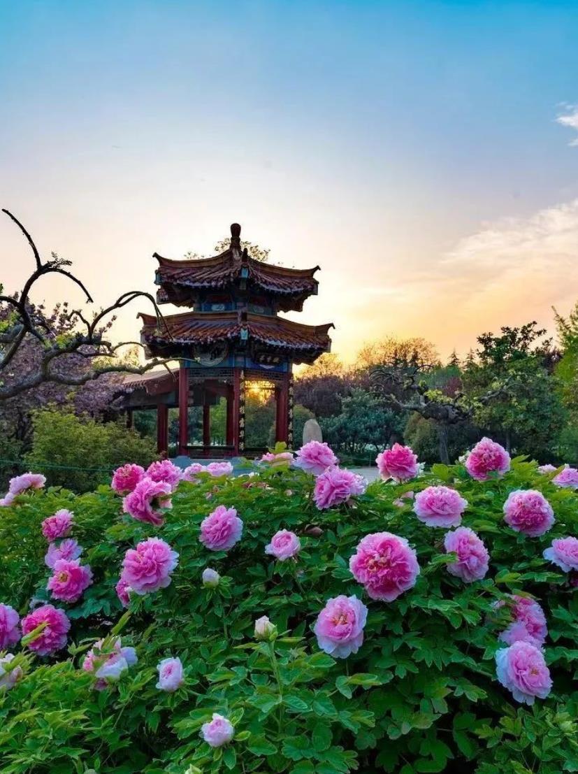 春色娇艳惹人醉图片