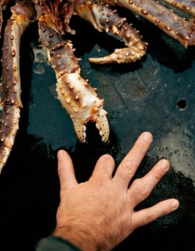 帝王蟹最大帝王蟹图片，帝王蟹最大的是什么样