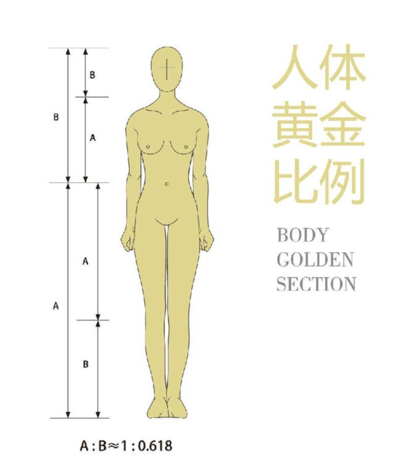 男女上半身和下半身比例，男女上下半身的黄金比例是多少