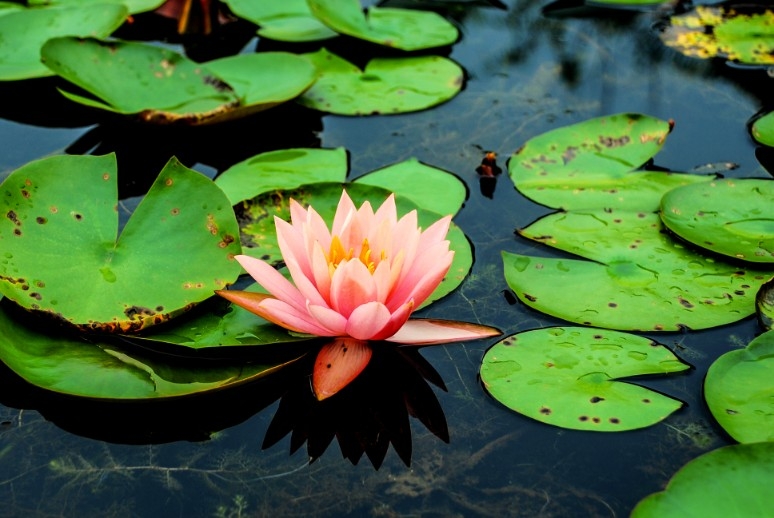 女生口吐莲花什么意思，女人口吐莲花代表什么