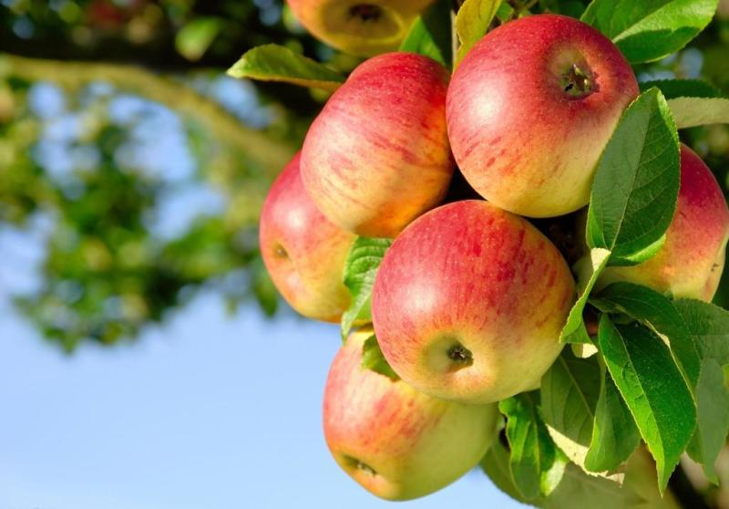苹果尽量少吃或不吃，苹果尽量少吃什么原因