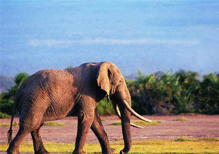 大象为什么不攻击人类，为啥大象死后不能碰