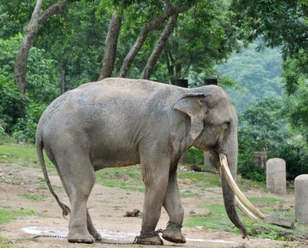 大象一辈子生几个孩子，成年公象为何独居寿命多少