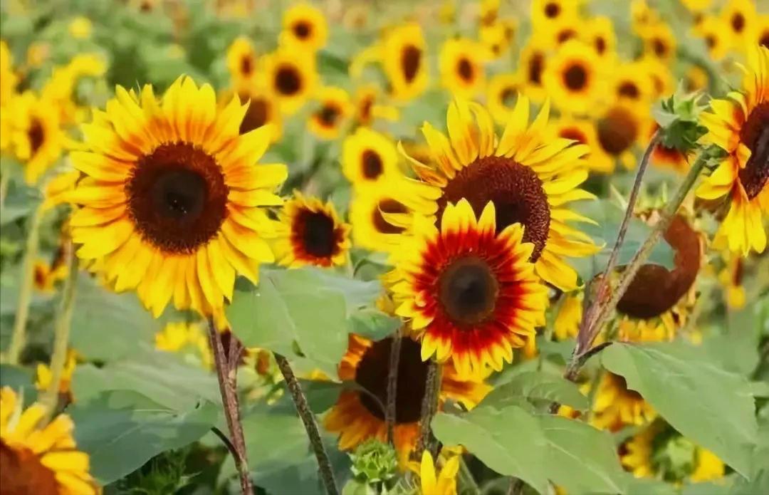 女方一旦提出离婚有缓和的余地吗？