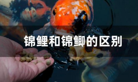 锦鲫鱼和锦鲤鱼的区别图片
