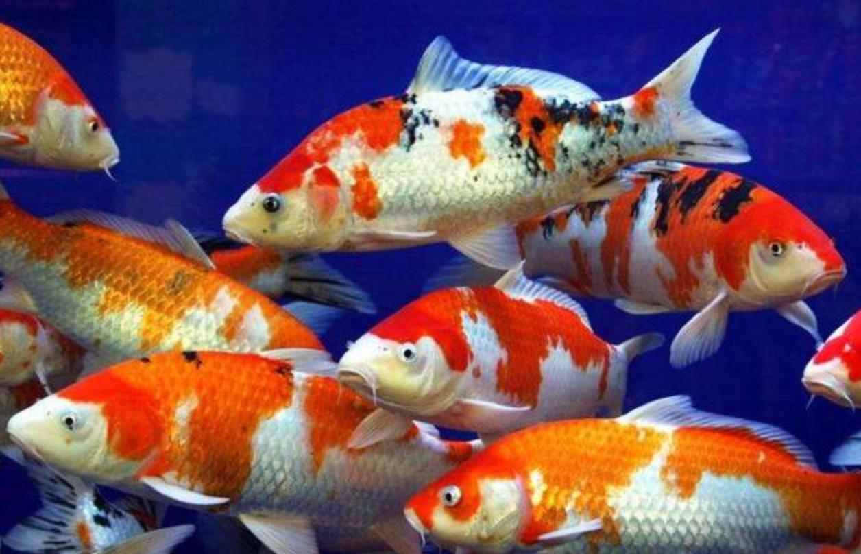 锦鲫鱼和锦鲤鱼的区别图片