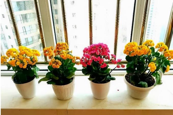 夫妻卧室放什么花好,什么花放在卧室最好