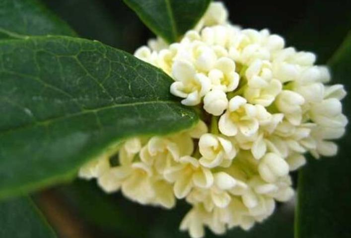 干桂花为什么要蒸一下,什么颜色的桂花不能吃