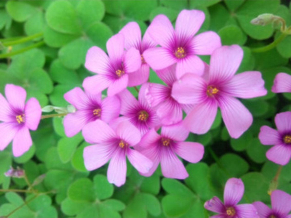 什么花做头像最吉利，什么花不能用来做头像