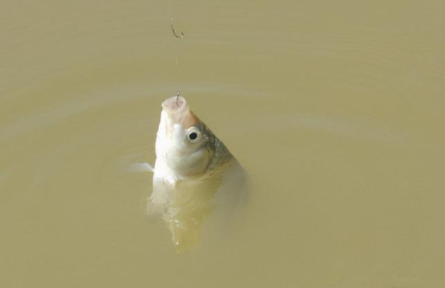 钓鲫鱼用几号钩最佳，用什么打窝大鲫鱼最多