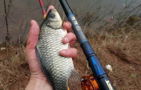 钓鲫鱼用几号钩最佳，用什么打窝大鲫鱼最多