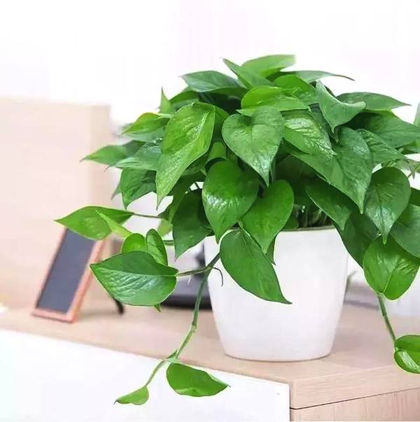 越养越吉利的三种花,客厅什么植物最旺家