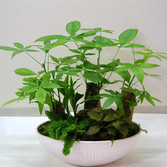 越养越吉利的三种花,客厅什么植物最旺家
