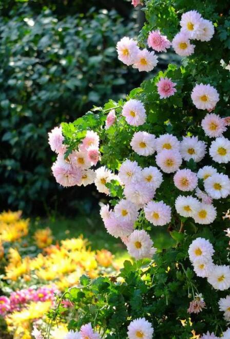 干净透彻极致的图片