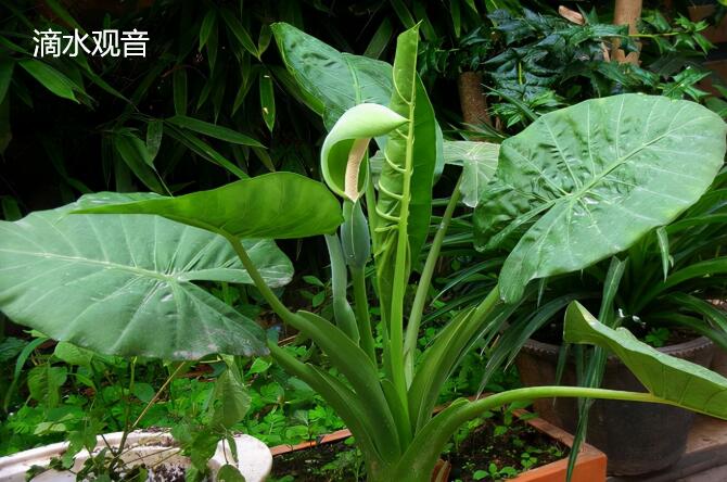 十种不宜在家养的花，十大禁忌在家养的花