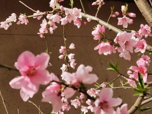 男怕前女怕后啥意思,男怕九前女怕九后是啥意思