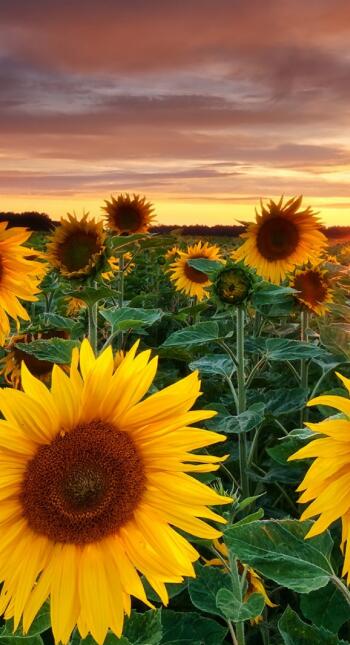 代表幸运和希望的图片,幸运女神图片唯美
