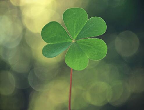 非常好看的幸运草图片,幸运草最唯美真实图片